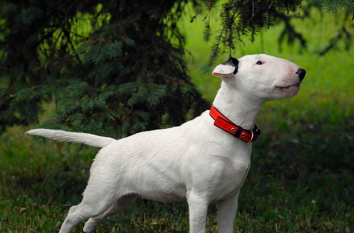 Bull terrier best sale skin problems