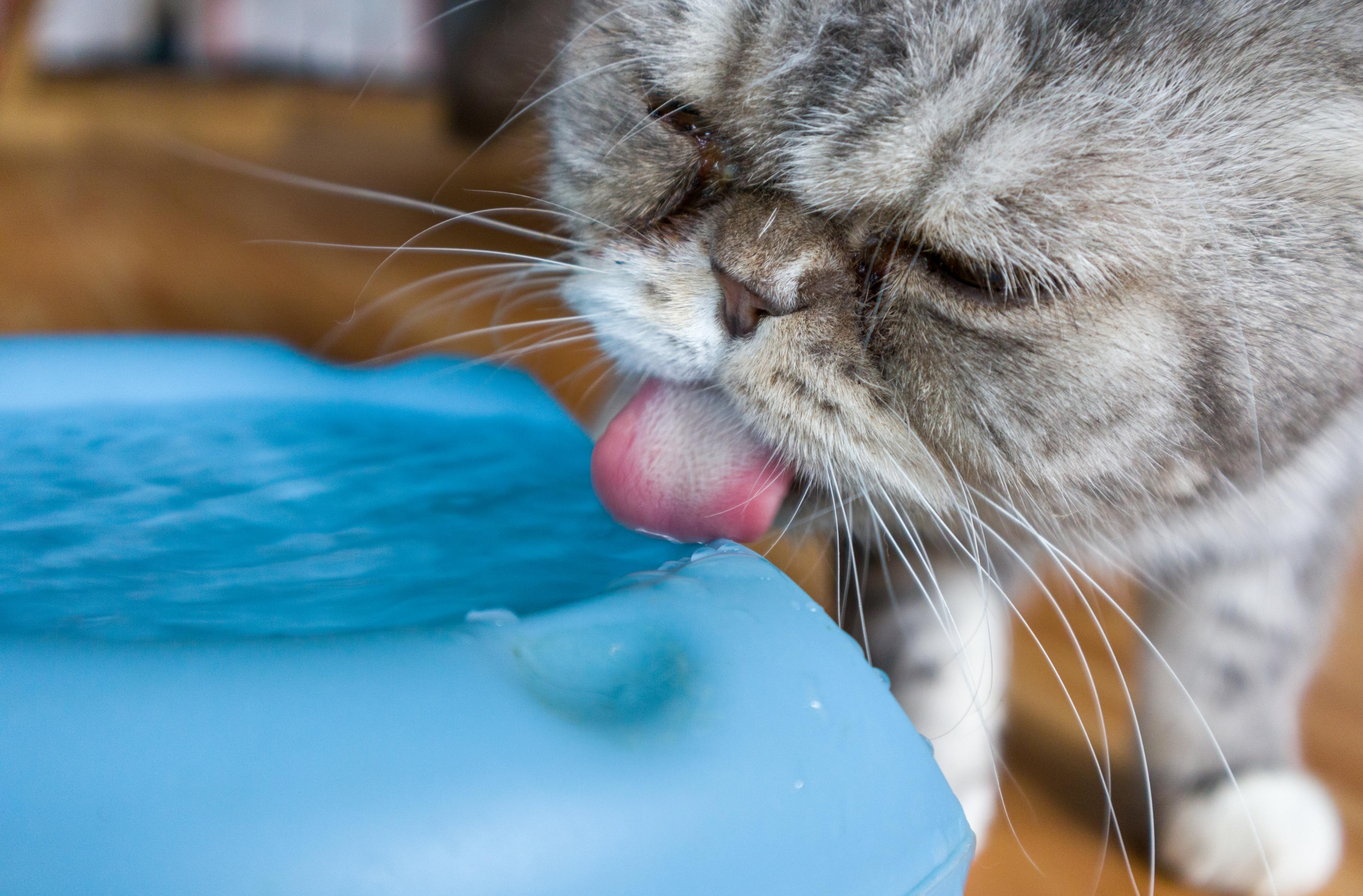 How to increase the water intake of our cats